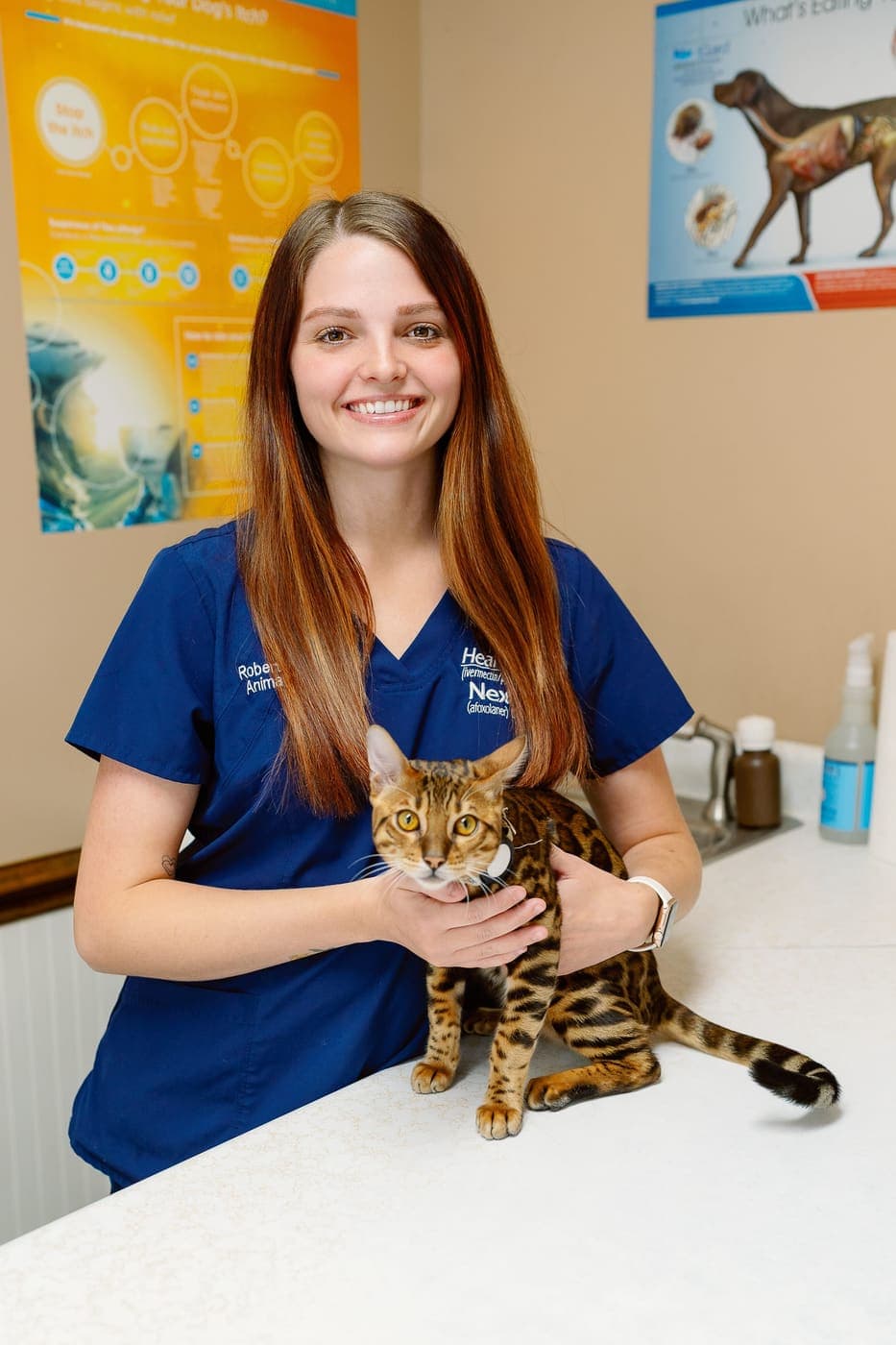 A Roberts Small Animal Clinic team member holding a Bengal cat in an exam room