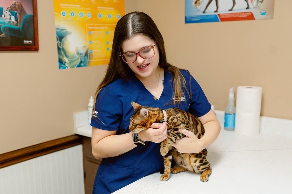 A veterinary professional at Roberts Small Animal Clinic gently holding a Bengal cat on an examination table